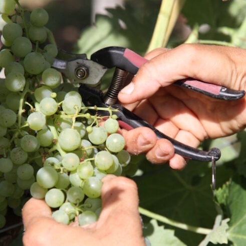 Verjus du Périgord Bio et Lolac