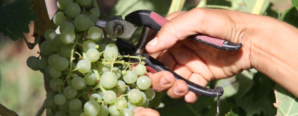 Grappe en train d'être coupée au sécateur