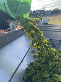 Verjus 2025 : Les Vendanges Bio et Artisanales du Domaine du Siorac