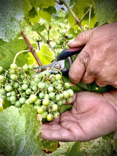 Les vendanges manuelles du verjus